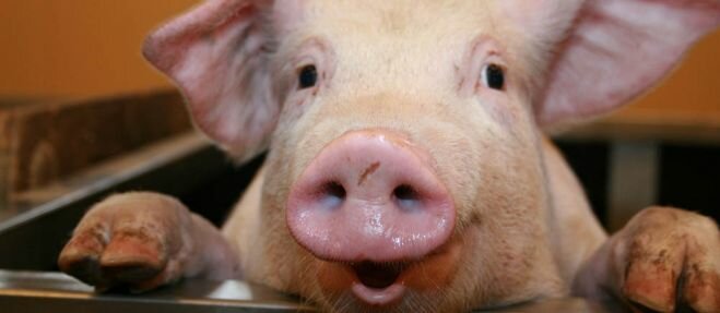 Świniom należy zapewnić rozrywkę - taki jest unijny wymóg!